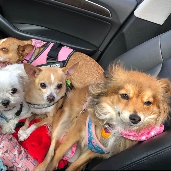 Meet your Posher, Dona 🇺🇸 - Picture 9 of 10